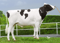 Bild des Bullen Dassi P